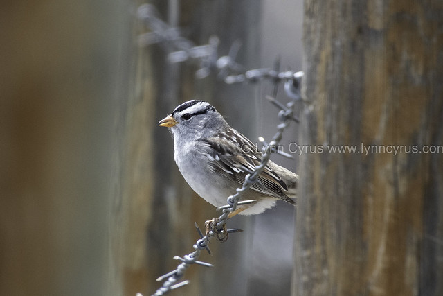 White-crowned Sparrow with Fence
