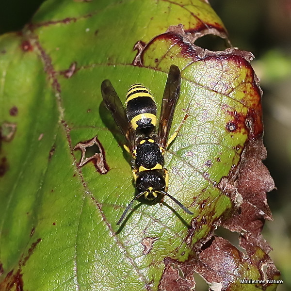 IMG_5214. Ancistrocerus nigricornis (Early Mason Wasp, Vespidae) f