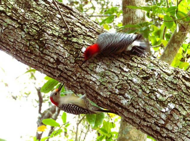Melanerpes carolinus --  Red-bellied Woodpecker 9444