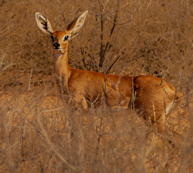 Steenbok - female