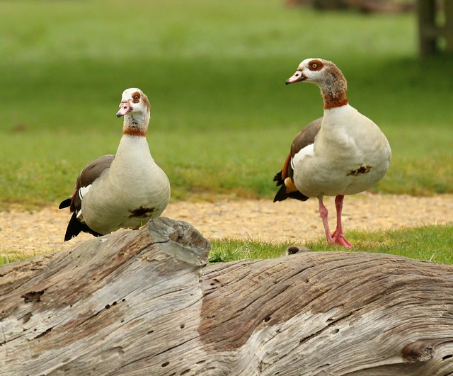Egyptian Geese.