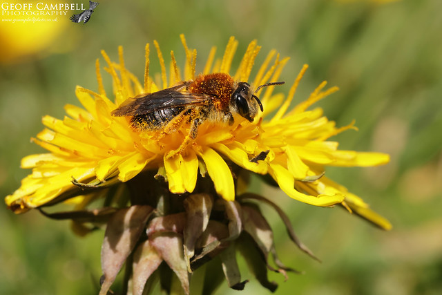Andrena haemorrhoa (Orange-tailed Mining Bee/Early Mining Bee)