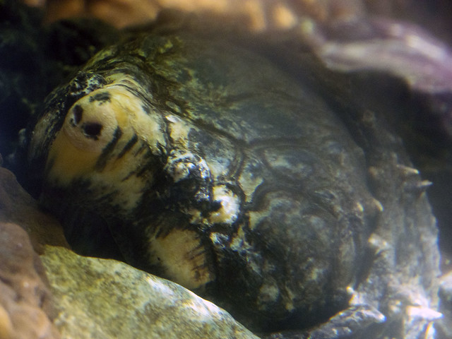 Nashville Zoo 06-05-2015 - Alligator Snapping Turtle 2