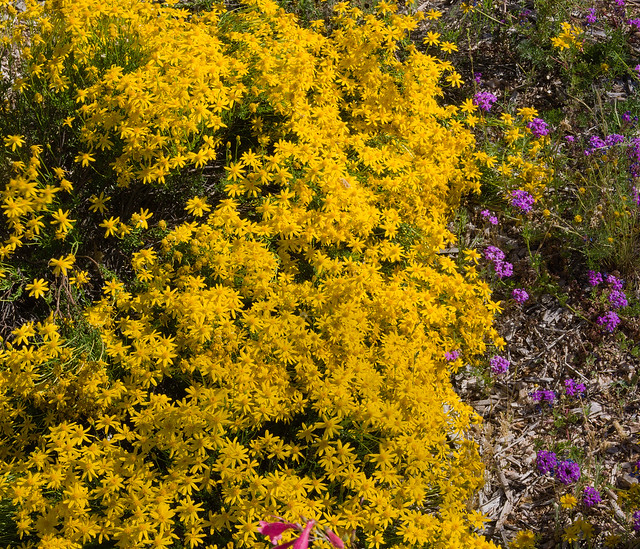 Damianita daisy in the Penstemon Garden at Tohono Chul, April 2024