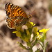 Flockenblumen-Scheckenfalter (Melitaea phoebe) (2)