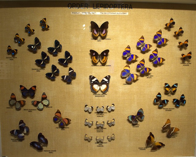 Coconut Creek, FL - Tradewinds Park - Butterfly World - Museum - Lepidoptera - Nymphalidae (Brushfooted Butterflies)