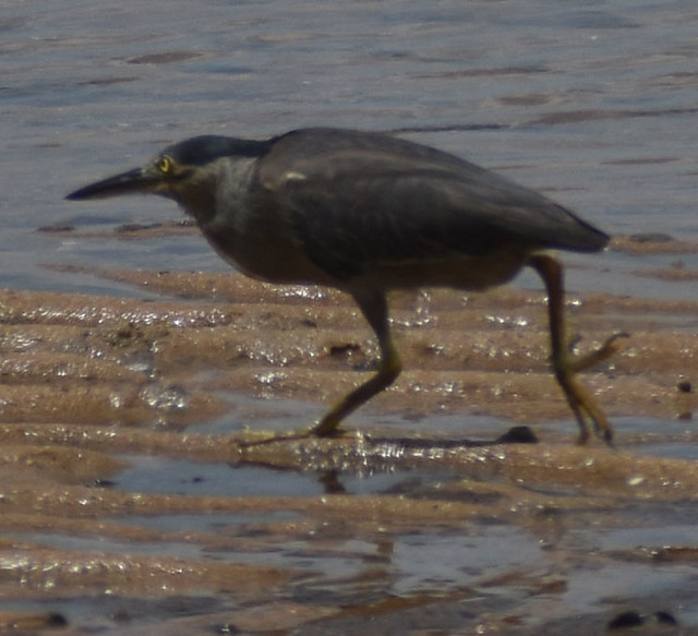 Striated heron, Bushland Beach, Townsville, QLD, 06/02/24