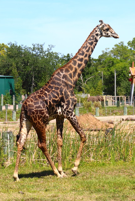 Lowry Park Zoo Tampa FL Strolling Giraffe