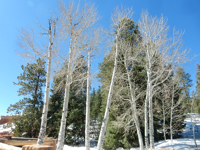 Stand of birches, Bryce Canyon