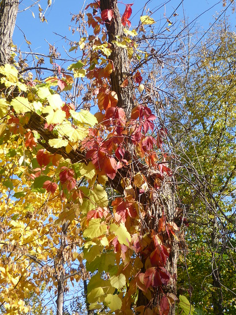 Glen Ellyn, IL, Illinois Prairie Path in the Fall, Grape Vine and Virginia Creeper Leaves