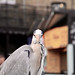 Grey Heron Stare Down