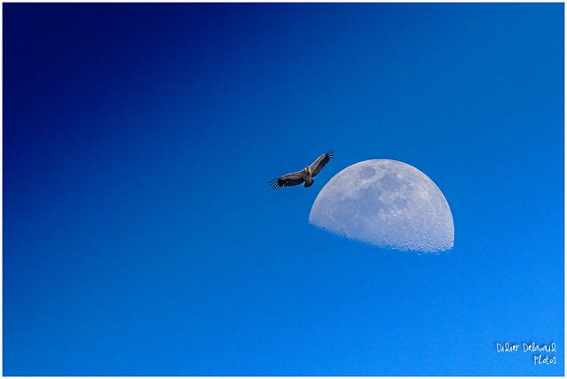 Vautour fauve dans un ciel de lune, Monfragüe,  Espagne