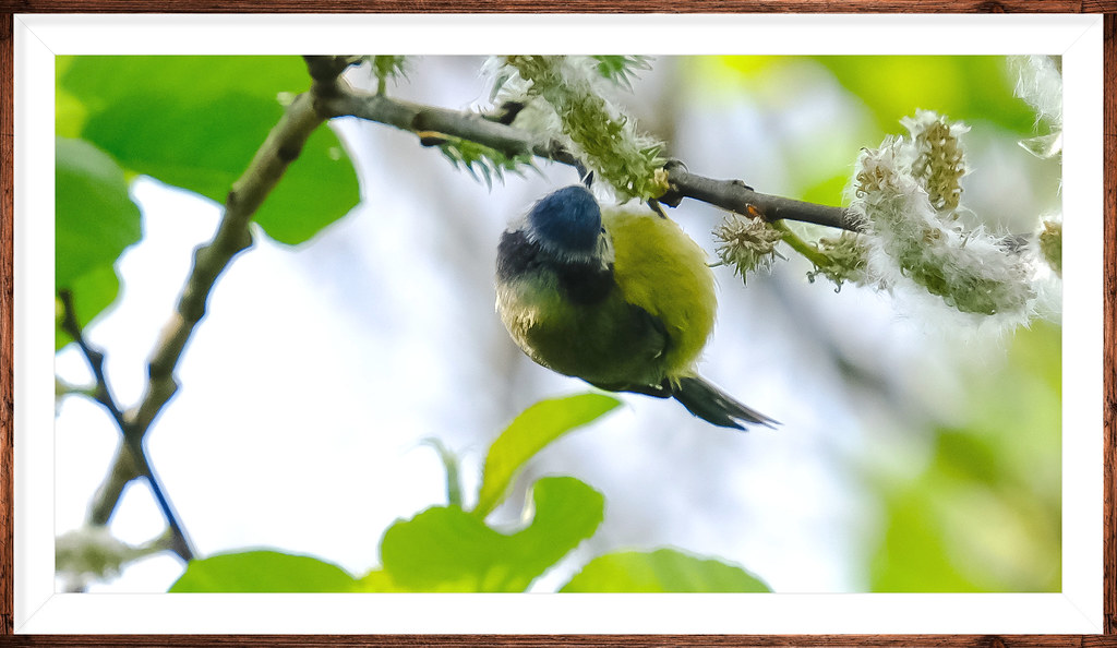 "And round and round Upside down" Little Blue Tit..