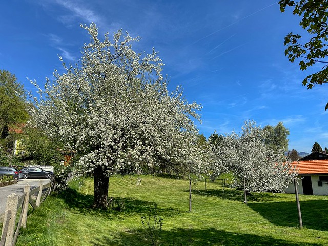 Flowering trees in a garden in spring in Kiefersfelden in Bavaria, Germany