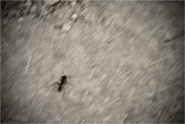 Hormiga - Ant
