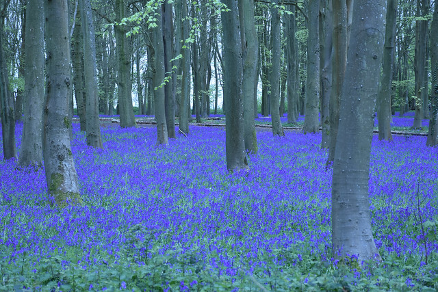 Bluebell woods at Badbury Clump, Oxfordshire