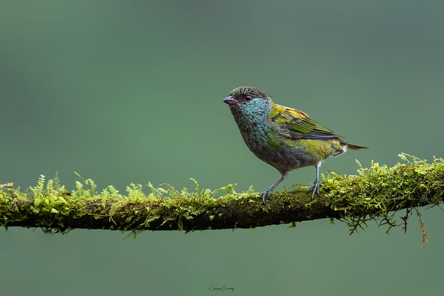 -Black-capped tanager
