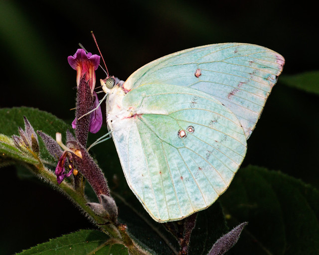 A Mottled Emigrant butterfly