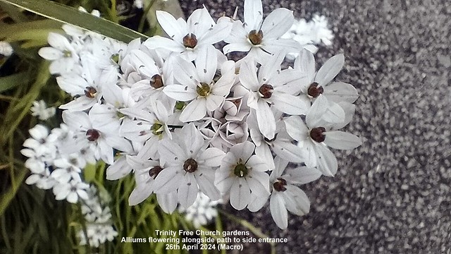 Trinity Free Church gardens - Allium flowering alongside path to side entrance 26th April 2024 (Macro)