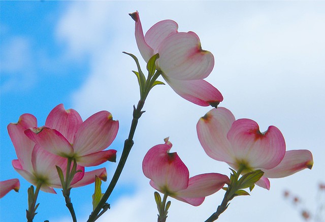 Pink Dogwood Flowers in Sky