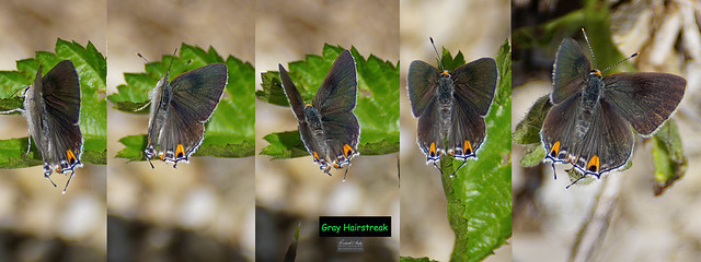 ****Butterfly-Gray Hairstreak collage#1 4-19-24 copy