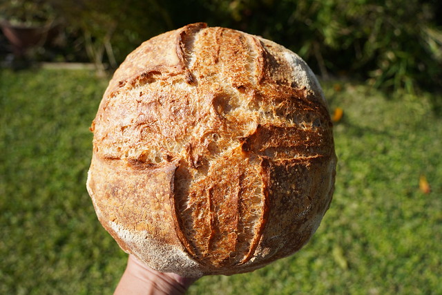 Julia's cobb loaf - sourdough_090
