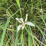 Fernald’s Iris (Iris fernaldii)? Along the Sequoia trail