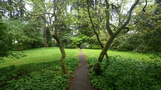 Lush Green Path at Lakewold Estate Gardens