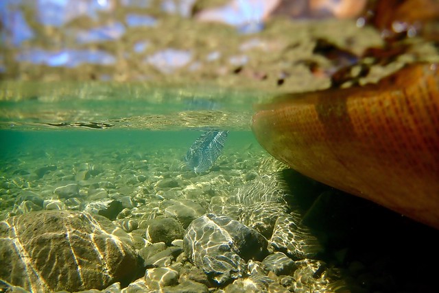 Paddling away from shoreline of Bird-Island, view under water.
