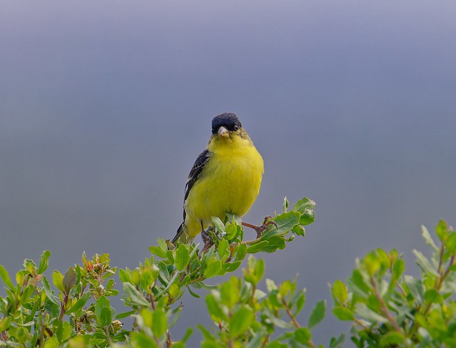 lesser goldfinch sitting for a photo