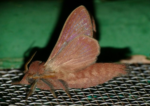 Lappet Moth (Henometa clarki)