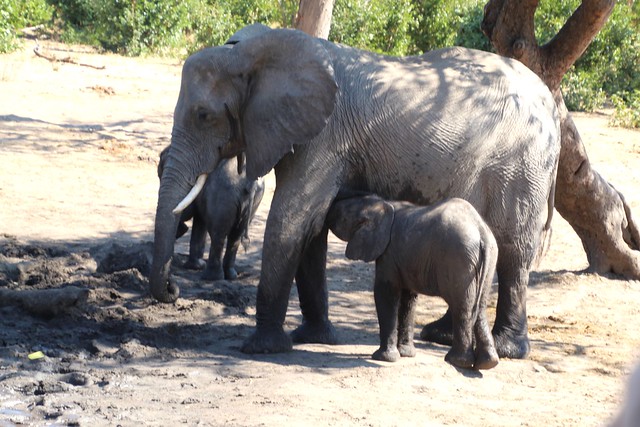 Young Elephant feeding, Chobe National Park, Botswana 20230521