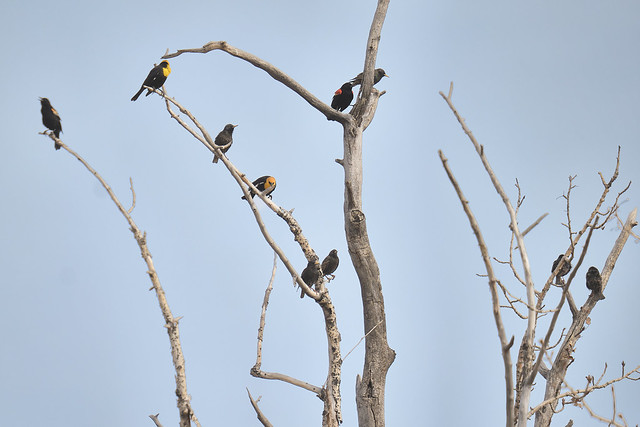 yellow-headed and Red-winged Blackbirds with Starlings