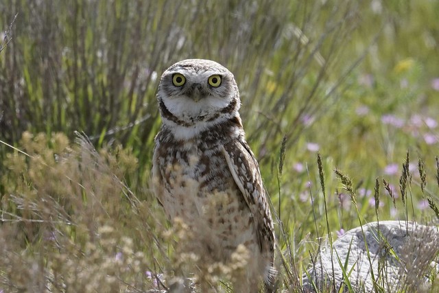 Burrowing Owl in Utah