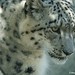 			<p><a href="https://www.flickr.com/people/19159227@N06/">Stan-the-Rocker</a> posted a photo:</p>
	
<p><a href="https://www.flickr.com/photos/19159227@N06/53681175004/" title="San Francisco Zoo - 042524 - 092 - Snow Leopard"><img src="https://live.staticflickr.com/65535/53681175004_db475063f7_m.jpg" width="240" height="160" alt="San Francisco Zoo - 042524 - 092 - Snow Leopard" /></a></p>

<p></p>
