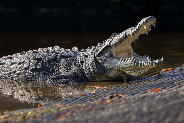 Crocodile Cooling Off