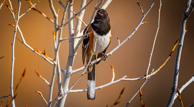 Full Throated Spotted Towhee (Pipilo maculatus), the Santa Fee Canyon Preserve, the Nature Conservancy Santa Fe County, New Mexico USA