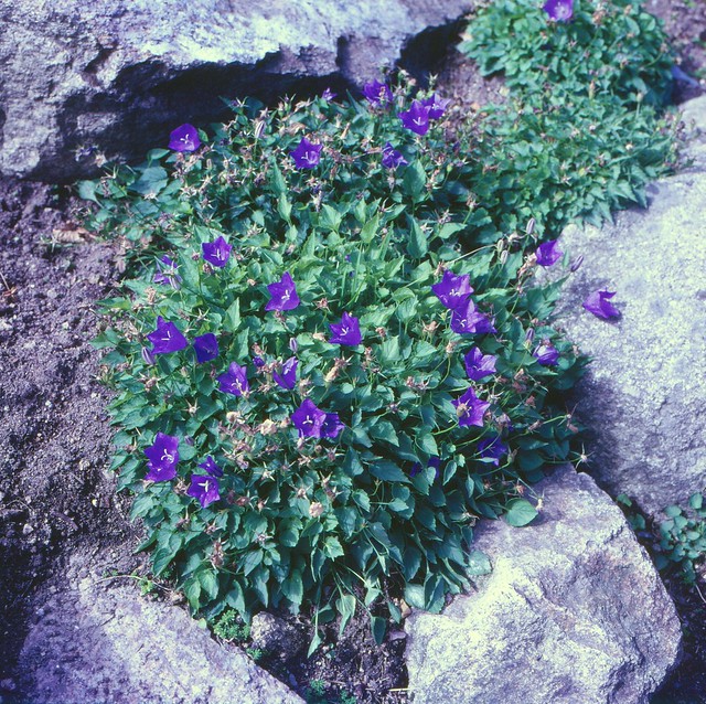 Campanula carpatica JACQ. Karpaten-Glockenblume Tussock Bellflower, Carpathian Harebell