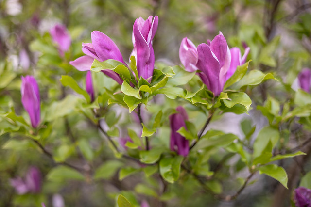 magnolienzeit