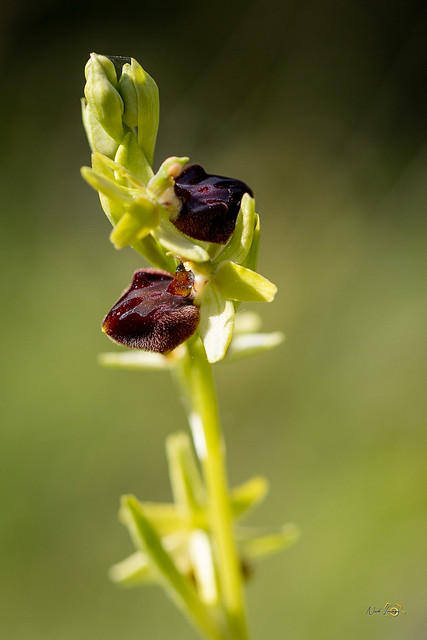 Ophrys araignée - Ophrys aranifera