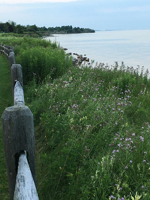 “Beautiful trees and thistles behind a cedar fence on the waterfront trail of Lake Ontario in the waterfront park , Martin’s photographs , Ajax , Ontario , Canada , July 22. 2021”