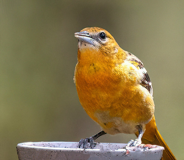 The First Baltimore Oriole This Year