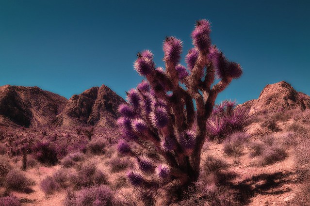 Scene Along The Late Night Trail in Infrared