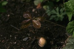 Chestnut oak seedling