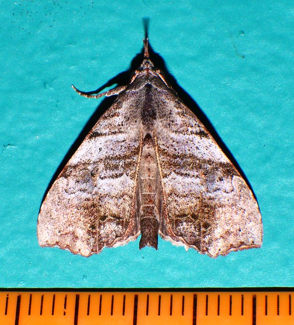 Ridged back Munster Nose Moth Hyperlopha sp aff cristifera Erebidae Noctuoidea Mandalay Rainforest Airlie Beach P1044214