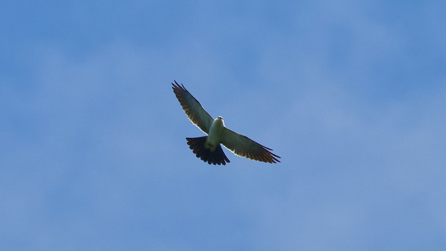 mississippi kite (adult)