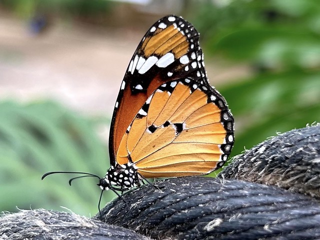 Danaus butterfly