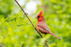 Cardinal in Spring