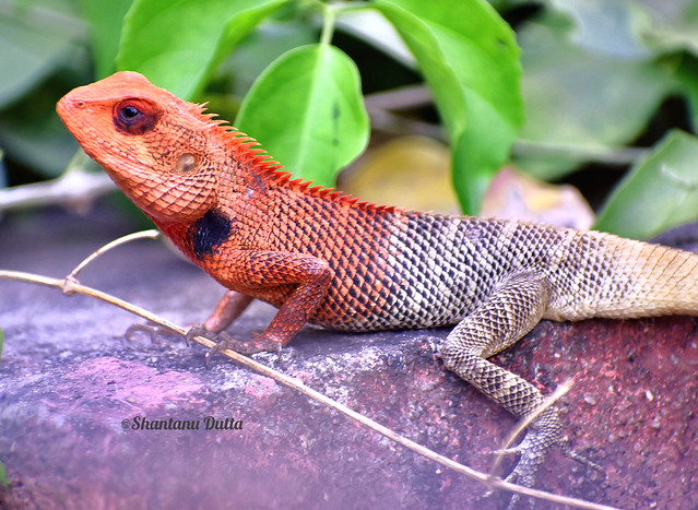A cute  Oriental Garden Lizard with an Inquisitive approach