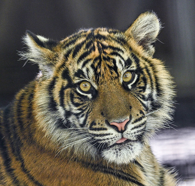 Puteri - Sumatran Tiger